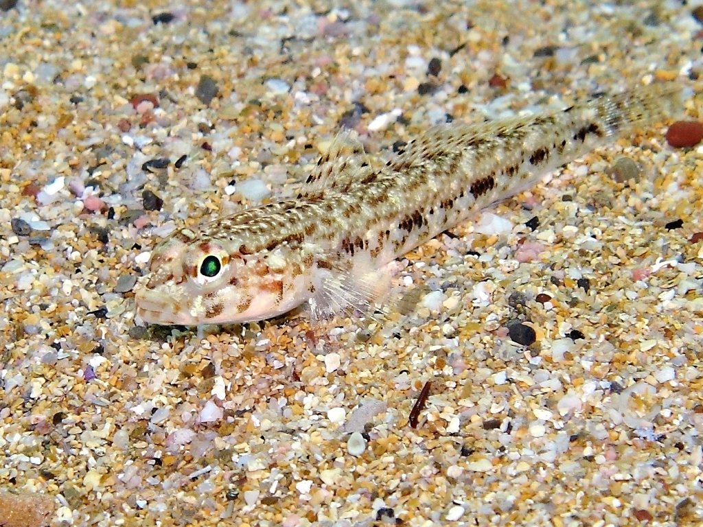 Giovanili di Gobius geniporus